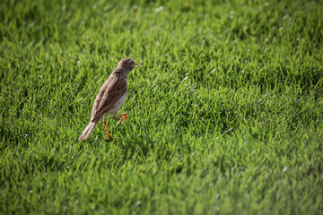 Obraz premium Nahaufnahme eines Kanarenpieper (Anthus berthelotii), einen Stelzenvogel auf den Kanaren. 