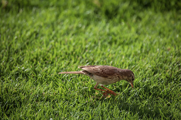 Nahaufnahme eines Kanarenpieper (Anthus berthelotii), einen Stelzenvogel auf den Kanaren.
