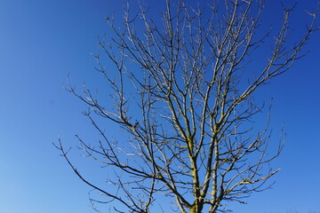 Baumkrone vor blauem Himmel mit Licht bei Regen und Sonne am Morgen im Winter