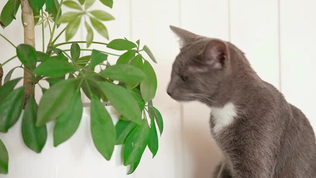 Pet and houseplant. Grey striped domestic cat sitting near the house plants. Image for veterinary clinics, sites about cats, for cat food. Kitten and home flower in a pot. Animals and home flowers