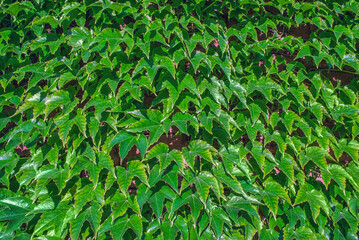 Boston Ivy green leaves abstract natural pattern. Parthenocissus tricuspidata foliate texture