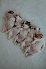 5 cute newborn puppies jack russel