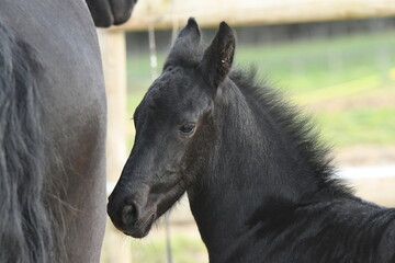 Un poulain de race frison avec sa maman cheval 