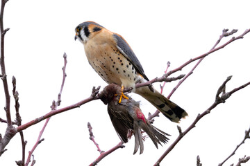 Close view of a male kestrel with a small bird in his talons