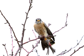 Close view of a male kestrel with a small bird in his talons