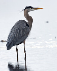 Close view of a great blue heron, seen in the wild in North California