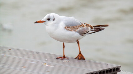 seagull on the pier