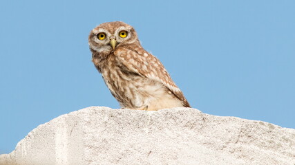 great grey owl