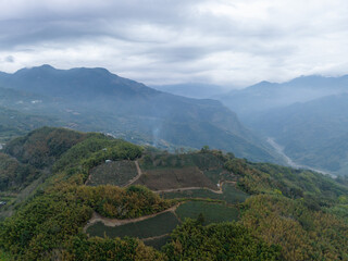 Fototapeta na wymiar Top view of the tea field on mountain