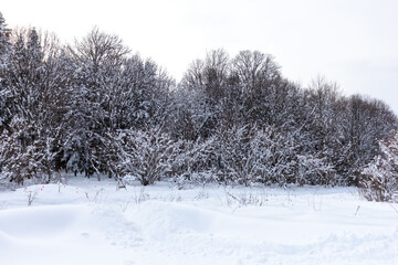 A frosty winter morning in a mountainous area, frozen nature and trees in a snowy decoration.