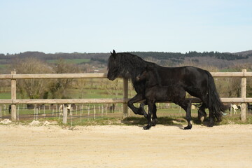 Un poulain de race frison avec sa maman cheval dans un élevage 