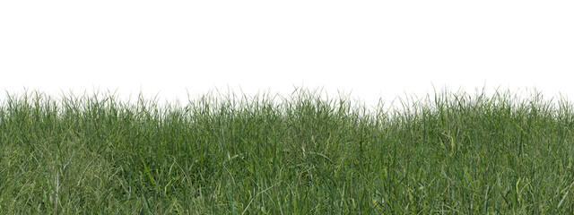Evergreen grass field in nature,  meadow in springtime, Tropical forest isolated on transparent background - PNG file, 3D rendering illustration for create and design or etc