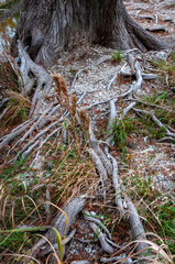 Large roots of bog cypress growing in the water on the banks of the river, Texas, Garner State Park, USA
