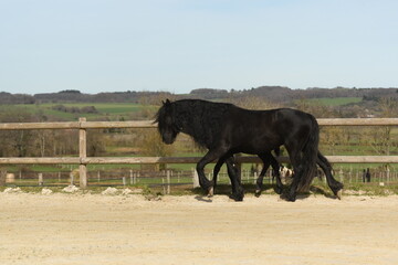 Un poulain de race frison avec sa maman cheval dans un élevage 