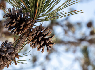 Close-up of an open pine cone on a pine tree branch on a cold day in march with a blurred...
