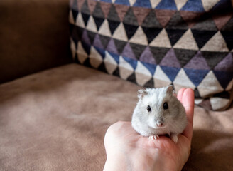 Close-up of a human hand holding a winter white dwarf hamster with a brown sofa and colorful pillow in the background.