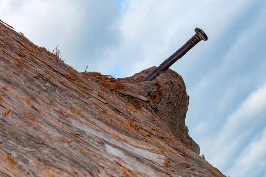 A large rusty nail hammered into the trunk of a marsh capar tree