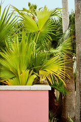 Tropical-bahamas-colorful-banana-leaves-pink-wall