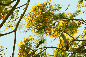 Tropical-bahamas-colorful-leaves-yellow-green-blue-sky