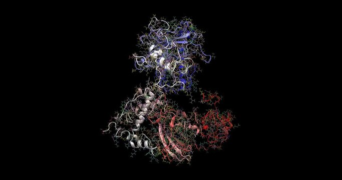 Wild-type P53 dimer from human cancer cells 3D molecule 4K spinning