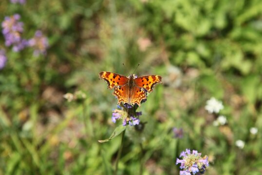 Hoary Comma (Polygonia gracilis) orange butterfly in Beartooth Mountains, Montana