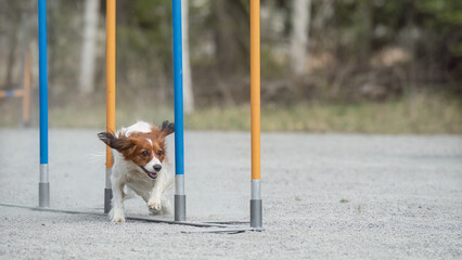 Kooikerhondje doing slalom on a dog agility course