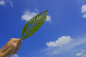 Someone is holding palm leaves against a blue sky background with copy space. Christian Catholic...