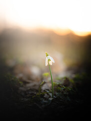 snowdrop in the sunset