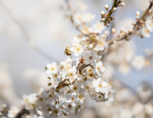 blossom in spring and bee