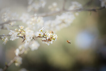 Bee on flower