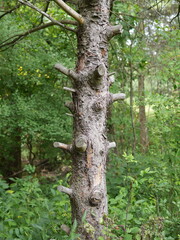 tree trunk in the forest