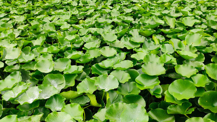 Green leaves of lotus in the pond