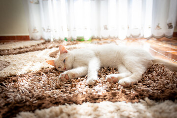 White cat with blue eyes