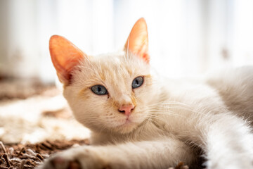 White cat with blue eyes