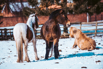 Obraz premium Ponies and horses Rolling and Playing in the Frosty Snow in the Field on a Sunny day