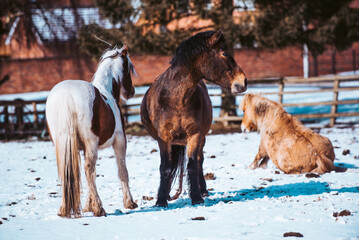 Ponies and horses Rolling and Playing in the Frosty Snow in the Field on a Sunny day