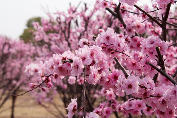 pink cherry blossom