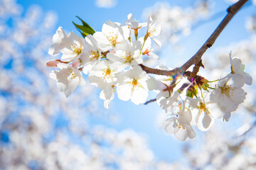 Sakura