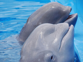 Naklejka premium two cute whales