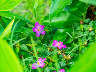 Hawaiian Purple Flowers in a Mountain Rainforest