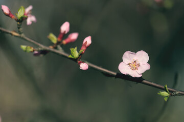 blossom in spring