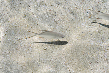 Spotted Dart in clean shallow water - 02