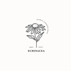 Line art echinacea flower illustration - obrazy, fototapety, plakaty