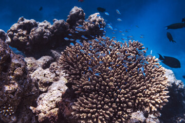 Fototapeta na wymiar Tiny fish near coral - 04