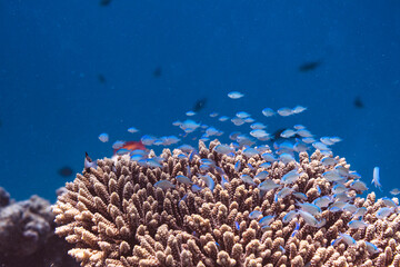 Naklejka na ściany i meble Tiny fish near coral - 03