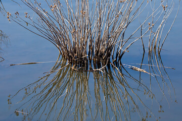 Dead reeds in marsh water with reflection in the water. 