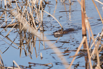 A Muskrat, Ondatra zibethicus, swims among the reeds at a marsh on a winter afternoon in Iowa. 