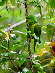  Plain Parakeet perched on a plant on rainy day