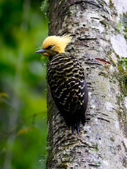 Female Blond-crested Woodpecker on tree trunk against green background