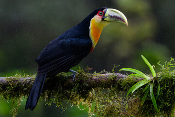 Red-breasted Toucan portrait on  mossy stick on rainy day against dark background